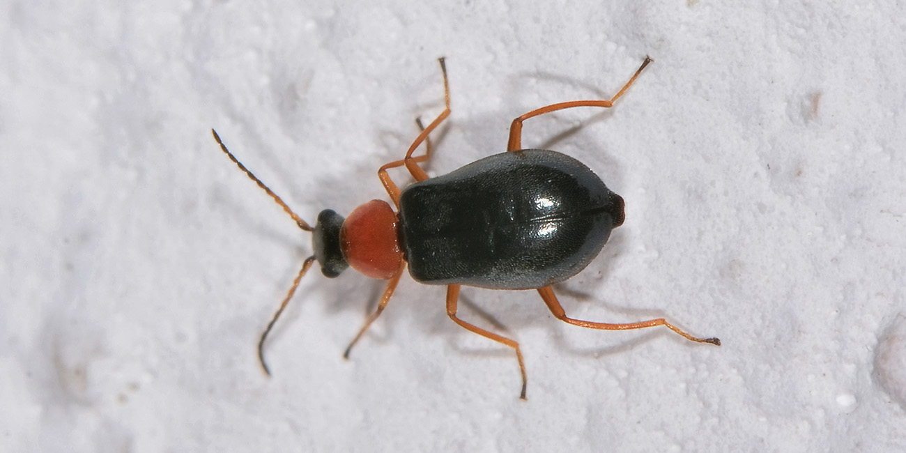 Malachiidae: Hypebaeus sp.